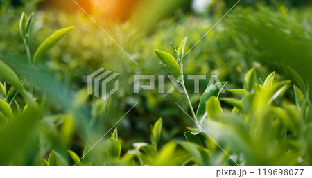 Green tea tree leaves field Fresh young tender bud herbal in farm on summer morning. Sunlight Green tea tree plant camellia sinensis in organic farm. Close up Tree tea plant green nature in morning Green tea tree leaves field Fresh young tender bud herbal in farm on summer morning. Sunlight Green tea tree plant camellia sinensis in organic farm. Close up Tree tea plant green nature in morning 119698077