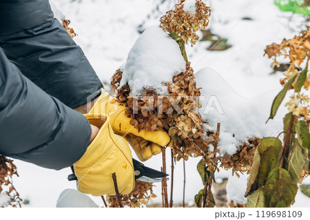 A gardener wearing gloves trims wilted hydrangea flowers before winter 119698109
