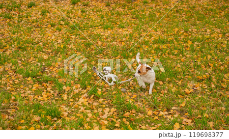 Jack Russell Terrier Dog Dragging Human Skeleton Through Autumn Park.  119698377