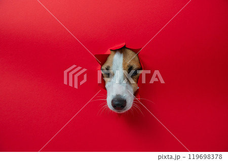 Funny Jack Russell Terrier dog sticks out through a red cardboard background. Copy space. Funny Jack Russell Terrier dog sticks out through a red cardboard background. Copy space. 119698378
