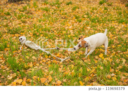 Jack Russell Terrier Dog Dragging Human Skeleton Through Autumn Park. Jack Russell Terrier Dog Dragging Human Skeleton Through Autumn Park. 119698379