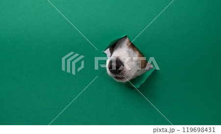 The nose of a Jack Russell Terrier dog sticks out through a green cardboard background. Copy space.  119698431