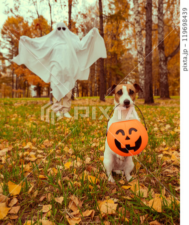 Woman in white sheet and jack russell terrier dog holding jack o latrine in autumn forest. Halloween costume. Vertical photo. Woman in white sheet and jack russell terrier dog holding jack o latrine in autumn forest. Halloween costume. Vertical photo. 119698439