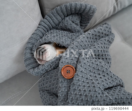 Jack Russell Terrier lies wrapped in a blanket. A dog's nose sticks out from under a blanket. Jack Russell Terrier lies wrapped in a blanket. A dog's nose sticks out from under a blanket. 119698444