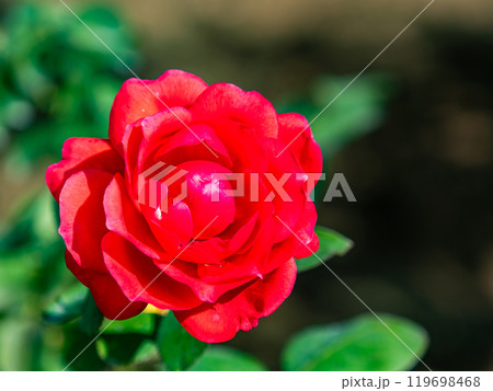 カラフルに美しく咲いた満開の秋バラ 119698468