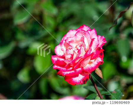 カラフルに美しく咲いた満開の秋バラ 119698469