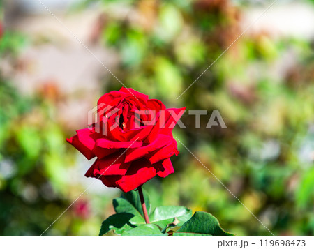 カラフルに美しく咲いた満開の秋バラ 119698473