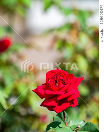 カラフルに美しく咲いた満開の秋バラ 119698474