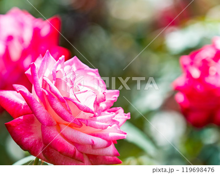 カラフルに美しく咲いた満開の秋バラ 119698476
