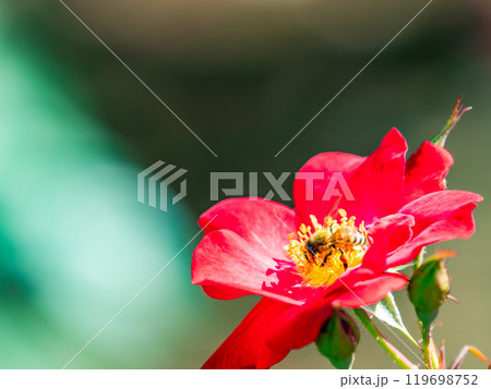 美しく咲いた満開の赤いバラとかわいいミツバチ 美しく咲いた満開の赤いバラとかわいいミツバチ 119698752