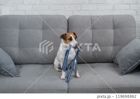 Jack Russell Terrier holding a leash while sitting on the sofa. The dog asks for a walk. Jack Russell Terrier holding a leash while sitting on the sofa. The dog asks for a walk. 119698862