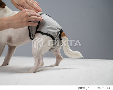 Caucasian woman puts panties on a dog. 119698953