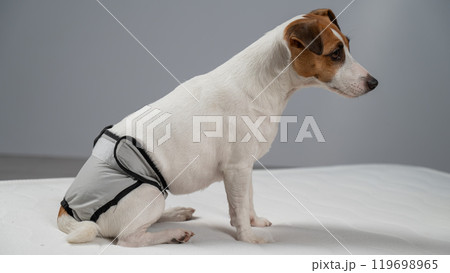Jack Russell Terrier dog sits on bed in reusable diapers.  Jack Russell Terrier dog sits on bed in reusable diapers.  119698965