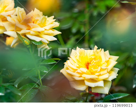 カラフルに美しく咲いた満開の秋バラ 119699013