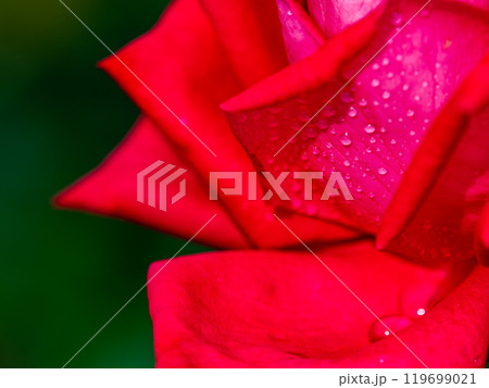 カラフルに美しく咲いた満開の秋バラ　水滴 119699021