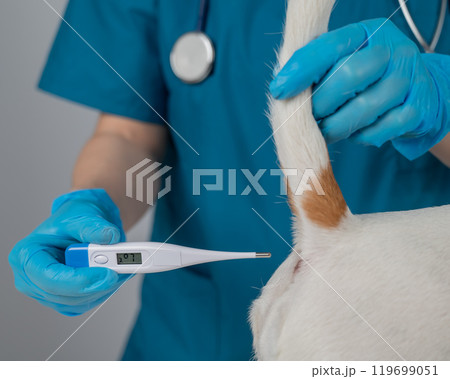 A veterinarian measures a dog's temperature rectally with an electronic thermometer. A veterinarian measures a dog's temperature rectally with an electronic thermometer. 119699051