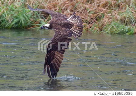 水面ギリギリを飛行するミサゴ 水面ギリギリを飛行するミサゴ 119699089