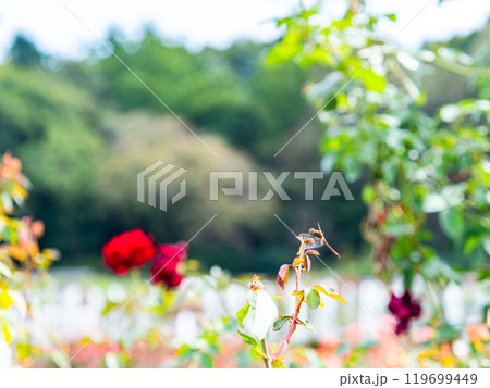 秋バラの葉先にとまる赤トンボ 秋バラの葉先にとまる赤トンボ 119699449