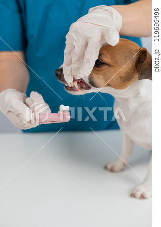A vet is cleaning the teeth of a Jack Russell Terrier. Vertical photo. A vet is cleaning the teeth of a Jack Russell Terrier. Vertical photo. 119699498