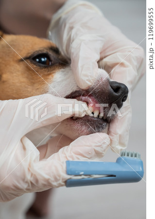 A vet is cleaning the teeth of a Jack Russell Terrier. Vertical photo. A vet is cleaning the teeth of a Jack Russell Terrier. Vertical photo. 119699555