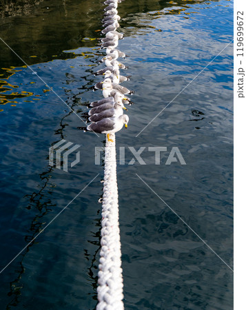 舫綱に並んでとまるカモメたち 119699672