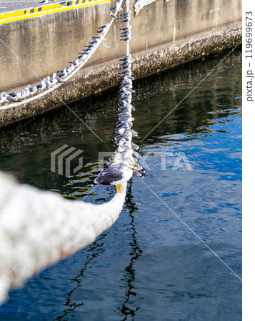 舫綱に並んでとまるカモメたち　パースペクティブ 119699673