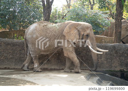 象 ゾウ ぞう 119699800