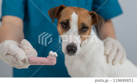 A vet is cleaning the teeth of a Jack Russell Terrier. A vet is cleaning the teeth of a Jack Russell Terrier. 119699851