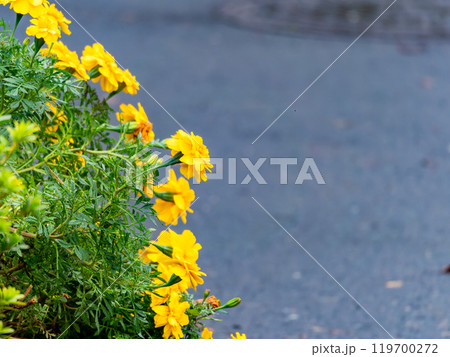 満開のマリーゴールド 満開のマリーゴールド 119700272