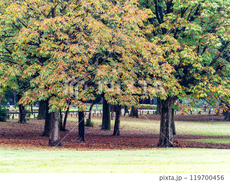 秋の景色　色づき始めた公園の木々 119700456