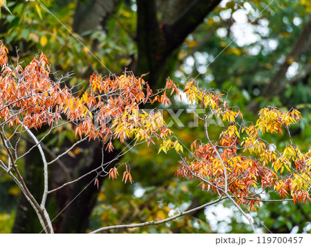 秋の景色　色づき始めた公園の木々 119700457