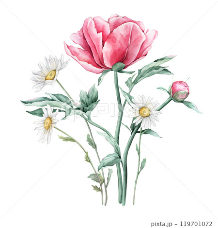 Watercolor bouquet of delicate pink peony and chamomile flowers in full bloom. Hand drawn illustration beautiful floral flowers daisy. Summer botanical plant on isolated. Elements for design 119701072