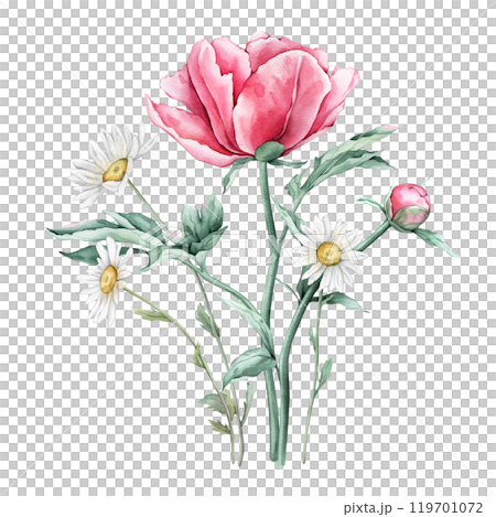 Watercolor bouquet of delicate pink peony and chamomile flowers in full bloom. Hand drawn illustration beautiful floral flowers daisy. Summer botanical plant on isolated. Elements for design 119701072