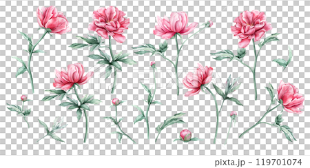 Watercolor set of succulent pink peony flowers in full bloom. Hand drawn illustration beautiful floral clipart. Summer botanical plant on isolated. Elements for design invitations anniversary. 119701074