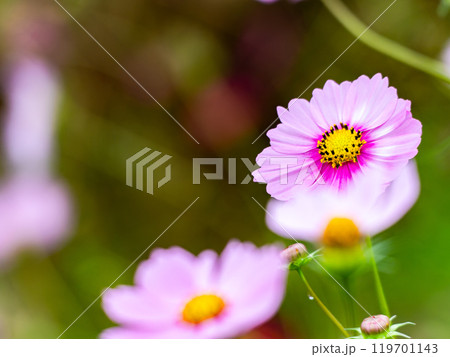 カラフルに咲いた美しいコスモス カラフルに咲いた美しいコスモス 119701143