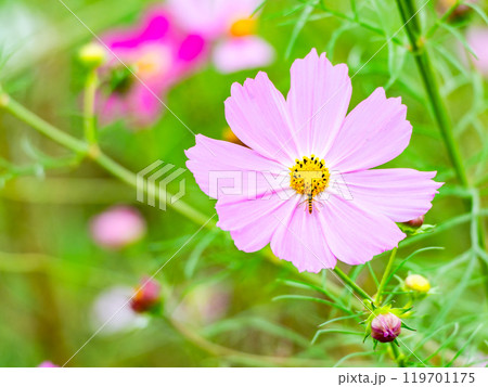 カラフルに咲いた美しいコスモスとハナアブ カラフルに咲いた美しいコスモスとハナアブ 119701175