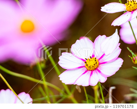 カラフルに咲いた美しいコスモス 119701178