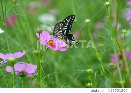 蝶々とコスモス 119701203