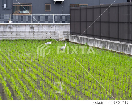 市街地の水田で餌を探すアオサギ 市街地の水田で餌を探すアオサギ 119701717
