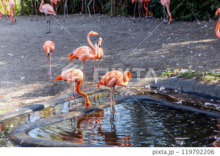 A flock of pink flamingo birds in the park 119702206