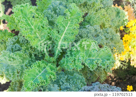 Kale leaf in farming. Salad is growing in cottage garden. Vitamin curly kale leaves. Vegan ingredient. Growing green brassica. Kale leaf in farming. Salad is growing in cottage garden. Vitamin curly kale leaves. Vegan ingredient. Growing green brassica. 119702513
