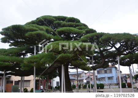 弥栄の松 弥栄の松 119702526