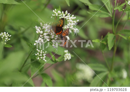 秋の公園に咲く白いフジバカマの花の蜜を吸う2匹のベニシジミ蝶 119703028