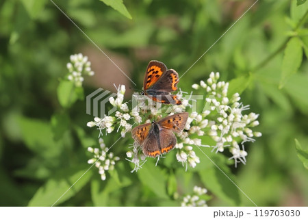 秋の公園に咲く白いフジバカマの花の蜜を吸う2匹のベニシジミ蝶 119703030