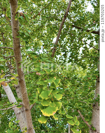 鮮やかなイチョウの葉 119703205