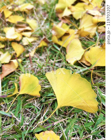 イチョウの落ち葉 119703207