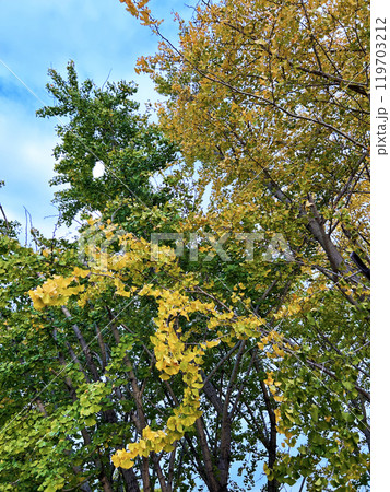 青空に映えるイチョウの葉 119703212