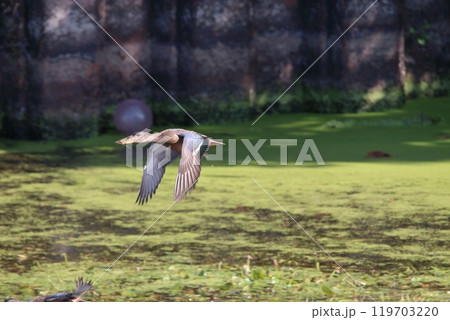 飛ぶハシビロガモ 飛ぶハシビロガモ 119703220