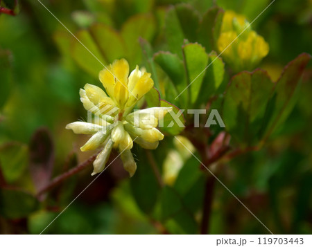 米粒詰草のクローズアップ写真 119703443