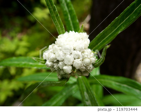 白いヤマハハコの蕾 119703444